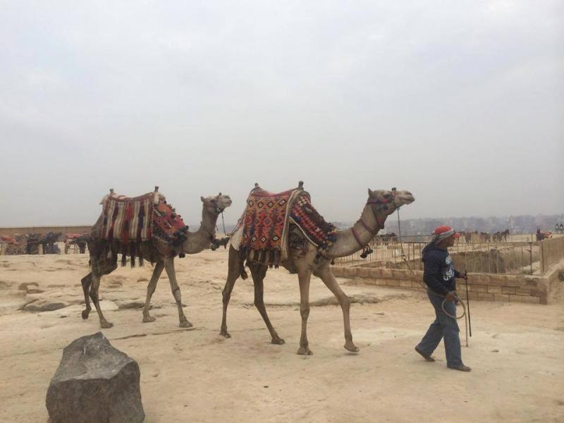 camels-egypt