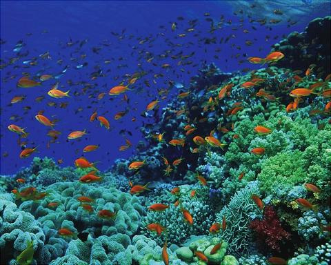 red-sea